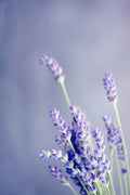 Lavender Flowers