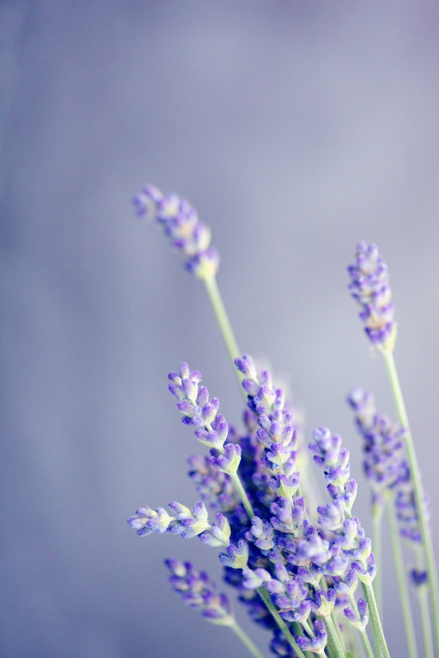 Lavender Flowers