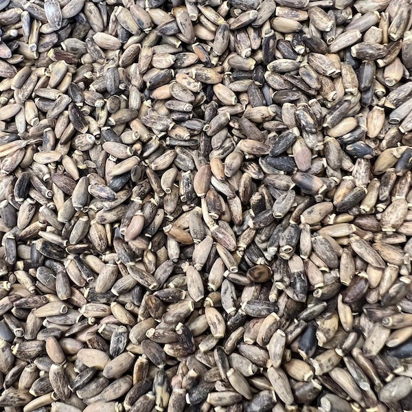 Milk Thistle Seeds